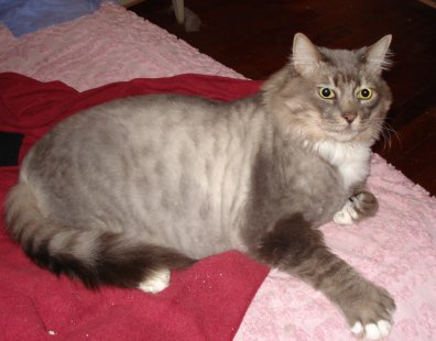 maine coon cat. I shave my Maine Coon cat?
